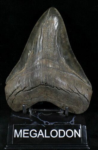Serrated Fossil Megalodon Tooth - Giant Tooth #23673